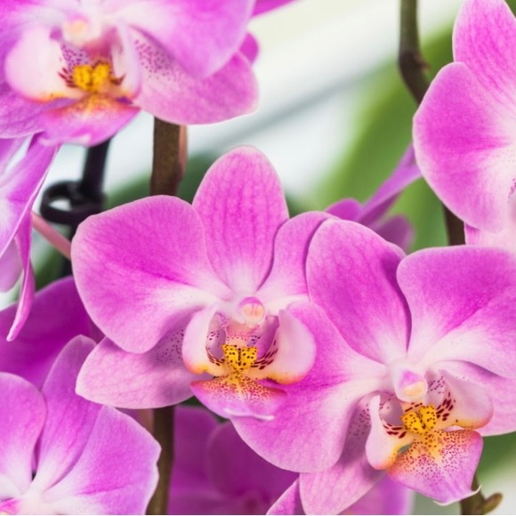 Meet your Posher, Mary - Picture 1 of 1